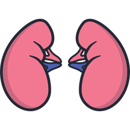 Kidney  Icon