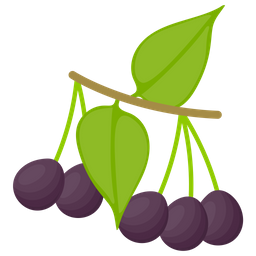 Acai Berry  Icon