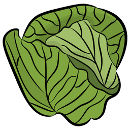 Cabbage  Icon