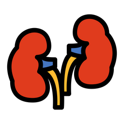 Kidneys  Icon