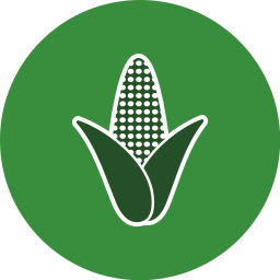 Corn  Icon