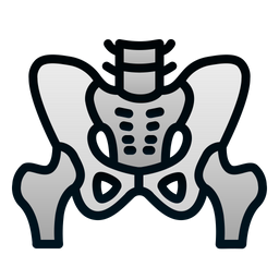 Pelvis  Icon