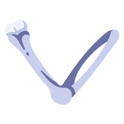 Arm bone  Icon