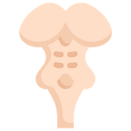 Brain Stem  Icon