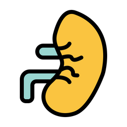 Kidney  Icon