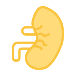 Kidney  Icon