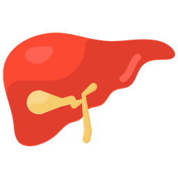 Liver Hepatology Hepatic Icon