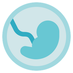 Embryo  Icon