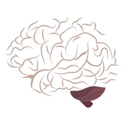 Brain  Icon