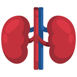 Kidney  Icon