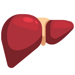 Liver  Icon