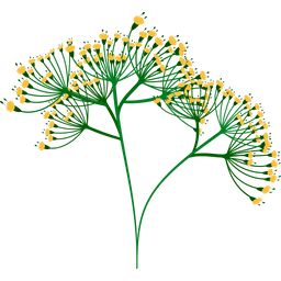 Dill  Symbol