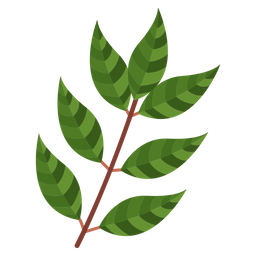 Curry Leaves  Icon