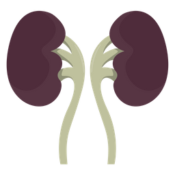 Kidney  Icon