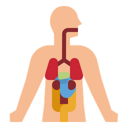 Human Anatomy  Icon