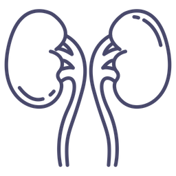 Kidney  Icon