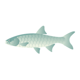 Asp Fish  Icon