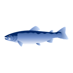 Atlantic Salmon  Icon