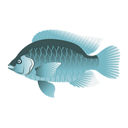 Blue Tilapia  Icon