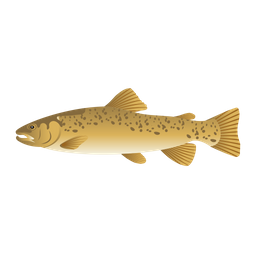 Brown Trout  Icon