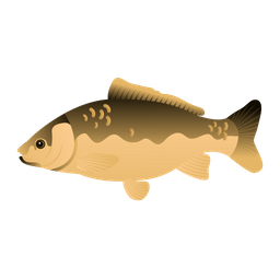 Carp Fish  Icon