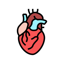 Human Heart  Icon