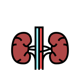 Kidney  Icon