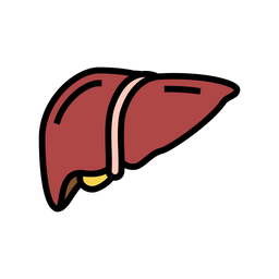 Liver  Icon