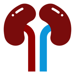 Kidney  Icon