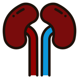 Kidney  Icon