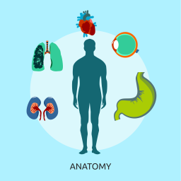 Anatomy  Icon