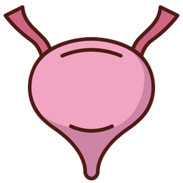 Bladder  Icon