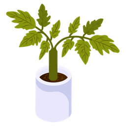 Basil Plant  Icon