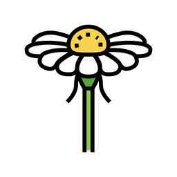 Chamomile Flower  Icon