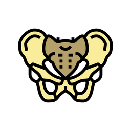 Pelvis Bone  Icon