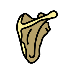 Scapula Bone  Icon