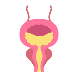 Bladder  Icon