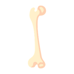 Bone  Icon