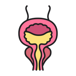 Bladder  Icon