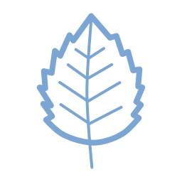 Birch leaf  Icon