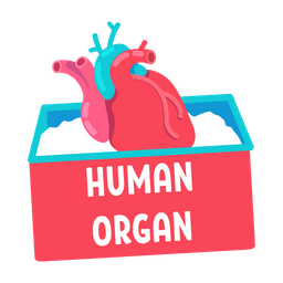 Human organ for transplantation  Icon