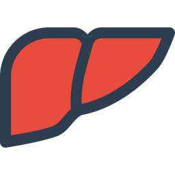 Liver  Icon