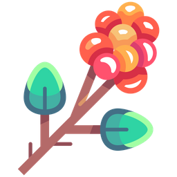 Coffee fruit  Icon