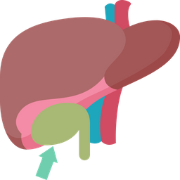 Gallbladder  Icon