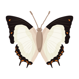 Butterfly  Icon