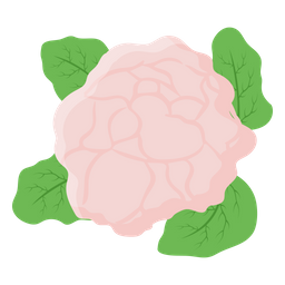 Cauliflower  Icon