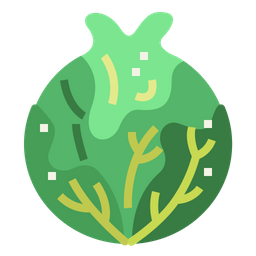 Cabbage  Icon