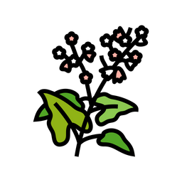 Buckwheat Plant  Icon