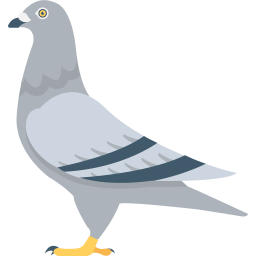 Pigeon  Icône