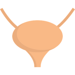 Bladder  Icon